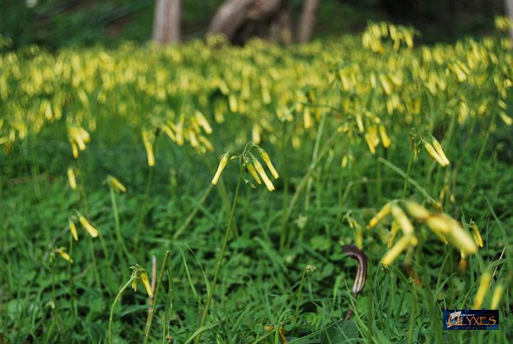 campo di acetosella.JPG